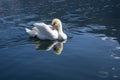 Single swan on the lake, beautiful animal Royalty Free Stock Photo