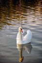 Single swan on the lake and its reflection, close-up Royalty Free Stock Photo