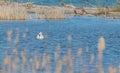 A single swan in Lake Ontario Royalty Free Stock Photo