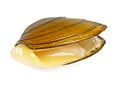 Single swan mussel on white background