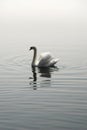 Single swan reflection Royalty Free Stock Photo