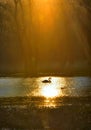 Single swan at sunrise