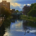 Single swan swim in the city. Grand Canal, Dublin Ireland