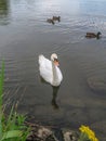 Single swan swimming in a lake near the shore Royalty Free Stock Photo