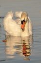 Single swan swimming on the lake, with reflections