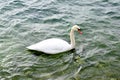 Single swan swimming on lake