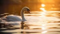 Single swan is swimming on the lake at sunset.