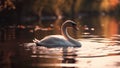 Single swan is swimming on the lake at sunset.