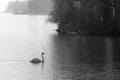 Single swan swimming on a winter lake Royalty Free Stock Photo