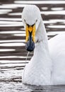 Single swan with water dripping from the beak. Royalty Free Stock Photo