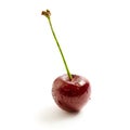 Single sweet cherry Royalty Free Stock Photo