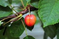 A single sweet cherry ripening on a tree Royalty Free Stock Photo