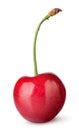 Single sweet cherry vertically Royalty Free Stock Photo