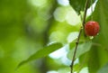 Single sweet cherry with water drops on it Royalty Free Stock Photo