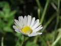 Little daisie in a field of green. Royalty Free Stock Photo