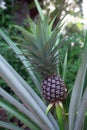 Single sweet pineapple plant at fruiting stage