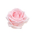 Single sweet pink rose flowers head blooming isolated on white background with clipping path , beautiful natural patterns Royalty Free Stock Photo