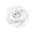 Single sweet white or gray rose flowers head blooming isolated on background with clipping path , beautiful natural patterns top Royalty Free Stock Photo