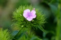 Single Sweet William or Dianthus barbatus young flowering plant with light pink flower and green leaves planted in local garden Royalty Free Stock Photo