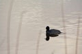 Swimming coot, making ripples in the water Royalty Free Stock Photo