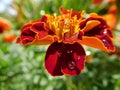 Single Tagetes marigold flower with water droplets Royalty Free Stock Photo