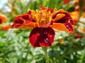 Single Tagetes marigold flower with water droplets Royalty Free Stock Photo