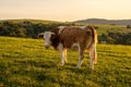 Single tagged Hereford cow on pasture Royalty Free Stock Photo