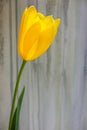 Single tall bright yellow tulip against an abstract gray painted