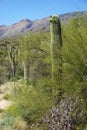 Single tall cactus with new growth around the top amid desert landscape