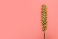 Single tall grass reed against pink background with copy space