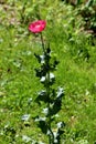 Single tall Opium poppy or Papaver somniferum annual flowering plant with fully open blooming red flower surrounded with uncut