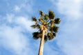 A single tall palm tree against a clear blue sky from white light clouds. Palm tree against the blue sky. The concept of Royalty Free Stock Photo