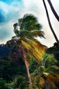 Single tall palm tree at a jungle in Trinidad and Tobago