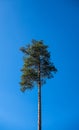 Single tall pine tree on clear blue sky.