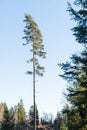 Single tall pine tree in a forest