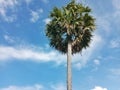 Single Tall Plam Tree with Blue Sky Background