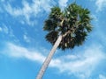 Single Tall Plam Tree with Blue Sky Background