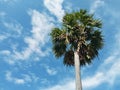 Single Tall Plam Tree with Blue Sky Background