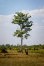 Single, tall tree with green and brown meadow in the foreground Royalty Free Stock Photo