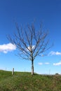 Single tall tree without leaves on top of small hill surrounded with green grass and cloudy blue sky Royalty Free Stock Photo