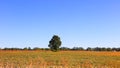 Single tall tree in the middle of Soy fields Royalty Free Stock Photo