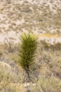 Single tall Yucca plant in the Mojave desert