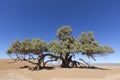 A single Tamarisk tree (Tamarix articulata) in the Sahara desert Royalty Free Stock Photo
