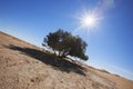 Single Tamarisk tree (Tamarix articulata) in the Sahara desert.