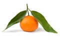 Single tangerine with leaves