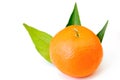 Single tangerine or mandarin isolated