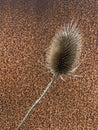 A Single Teasel Against A Rusty Metal Background