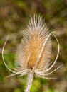 A single Teasel growing wild in a field in the UK