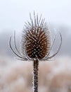 Delicate Frost on a Winter Teasel Royalty Free Stock Photo