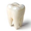 Single Teeth Set Isolated Royalty Free Stock Photo